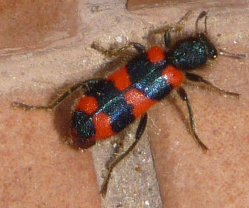 Trichodes sp.